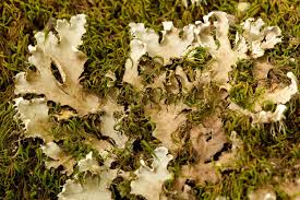 Attēlu rezultāti vaicājumam “Anomodon attenuatus sporophyte”