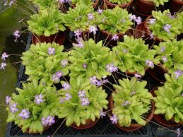 Attēlu rezultāti vaicājumam “Pinguicula alpina”