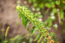 Attēlu rezultāti vaicājumam “Hyoscyamus niger fruit”
