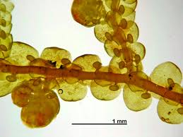 Attēlu rezultāti vaicājumam “Frullania tamarisci”