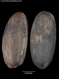 Attēlu rezultāti vaicājumam “Scheuchzeria palustris fruit”