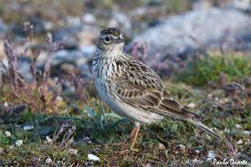 Attēlu rezultāti vaicājumam “Alauda arvensis adult”