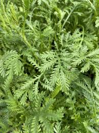 Attēlu rezultāti vaicājumam “Anthemis tinctoria leaf”