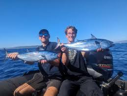 Image result for Euthynnus alletteratus