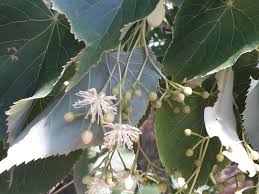 Attēlu rezultāti vaicājumam “Tilia amurensis”