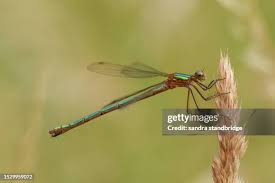 Attēlu rezultāti vaicājumam “Lestes sponsa”