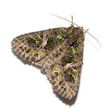 Attēlu rezultāti vaicājumam “Trachea atriplicis”