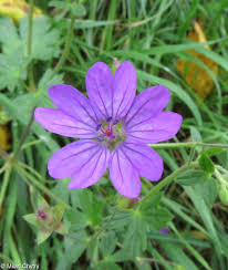 Attēlu rezultāti vaicājumam “Geranium pyrenaicum leaf”