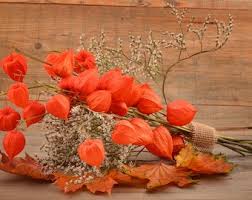 Attēlu rezultāti vaicājumam “Physalis alkekengi flower”