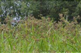 Attēlu rezultāti vaicājumam “Scirpus sylvaticus bud”