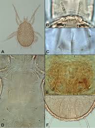 Attēlu rezultāti vaicājumam “Mesostigmata”