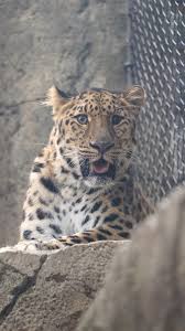 Image result for Rayleigh boys under 7's Leopards- need a Goalie!