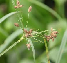 Attēlu rezultāti vaicājumam “Bolboschoenus maritimus”