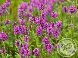 Attēlu rezultāti vaicājumam “Stachys officinalis leaf”