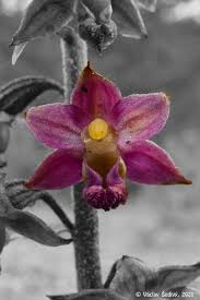 Attēlu rezultāti vaicājumam “Epipactis atrorubens flower”