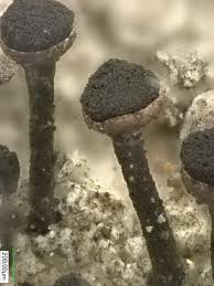 Attēlu rezultāti vaicājumam “Calicium salicinum”