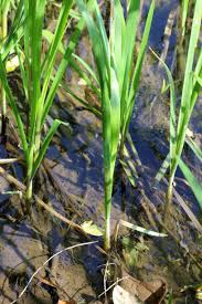 Attēlu rezultāti vaicājumam “Glyceria maxima fruit”