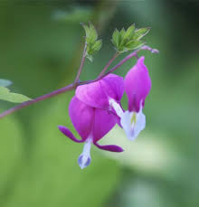 Image result for tränendes Herz