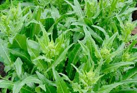 Attēlu rezultāti vaicājumam “Bunias orientalis bud”