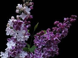 Image result for flieder