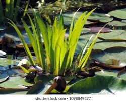 Attēlu rezultāti vaicājumam “Stratiotes aloides”