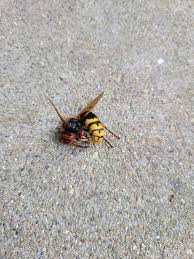 Attēlu rezultāti vaicājumam “Chaetopteryx villosa”