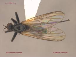 Attēlu rezultāti vaicājumam “Empididae”