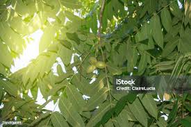 Attēlu rezultāti vaicājumam “Juglans mandshurica leaf”