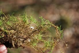 Attēlu rezultāti vaicājumam “Abietinella abietina”