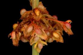 Attēlu rezultāti vaicājumam “Rumex obtusifolius fruit”