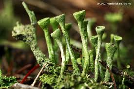 Attēlu rezultāti vaicājumam “Cladonia fimbriata”