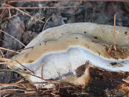 Attēlu rezultāti vaicājumam “Onnia triquetra”