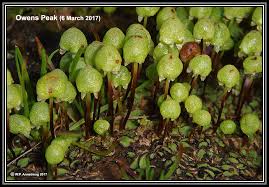 Attēlu rezultāti vaicājumam “Bryoerythrophyllum recurvirostrum sporophyte”