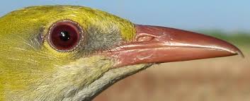 Attēlu rezultāti vaicājumam “Oriolus oriolus female”