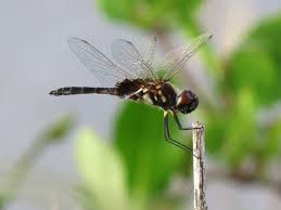 Attēlu rezultāti vaicājumam “Leucorrhinia albifrons female”