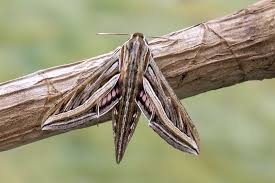 Attēlu rezultāti vaicājumam “Ancylis apicella”