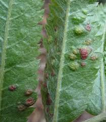 Attēlu rezultāti vaicājumam “Eriophyes padi”