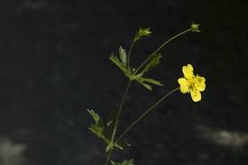 Image result for Potentilla erecta