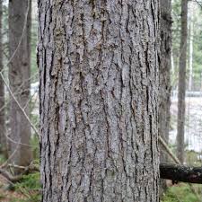 Attēlu rezultāti vaicājumam “Pinus sibirica”