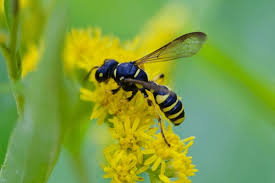 Attēlu rezultāti vaicājumam “Cerceris arenaria”