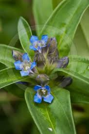 Attēlu rezultāti vaicājumam “Gentiana cruciata leaf”