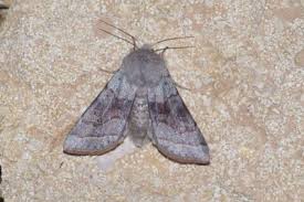 Attēlu rezultāti vaicājumam “Orthosia opima”