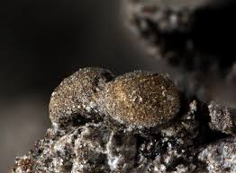 Attēlu rezultāti vaicājumam “Ophiotheca chrysosperma macro”