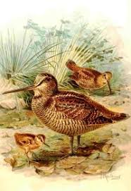 Attēlu rezultāti vaicājumam “Scolopax rusticola juvenile”