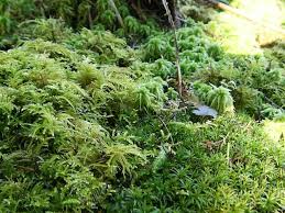 Attēlu rezultāti vaicājumam “Sphagnum capillifolium”