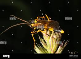 Attēlu rezultāti vaicājumam “Ichneumonidae imago”