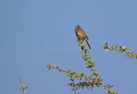 Image result for Emberiza fucata