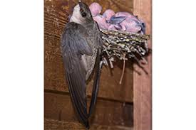 Image result for Chaetura pelagica