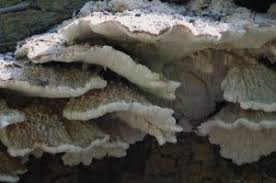 Attēlu rezultāti vaicājumam “Physarum melleum”