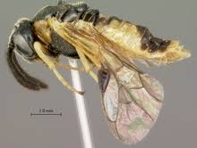 Attēlu rezultāti vaicājumam “Argidae”